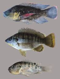 Mozambique Tilapia Fish Tropical Freshwater Fish Florida Fish