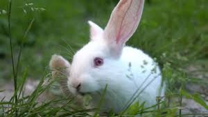 This bunny is the cutest flower eater ever!video by: Cute Little Rabbit Bunny Is Stock Footage Video 100 Royalty Free 30617131 Shutterstock
