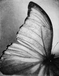 Pin By Kerstin Reinhardt On Visual Appeal Black And White Black White Photos Black And White Pictures
