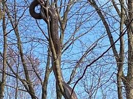 This snake is not especially wide but can attain lengths of up to nine feet, making it one of the longest snakes in north america. Large Black Rat Snake In Frick Park Is Harmless Native Pittsburgh Post Gazette