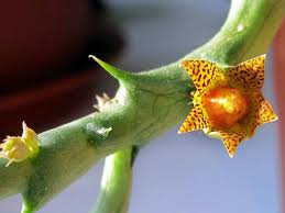 Image result for Orbea schweinfurthii