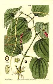 The wisconsin lakes pepper is a beautiful heirloom bell pepper with a bright red flesh. Black Pepper Wikipedia