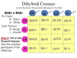 Some of the worksheets for this concept are punnett square work, dihybrid punnett square practice, aa ee ii mm bb ff jj nn cc gg kk oo dd hh ll pp, punnett square challenge, more punnett square practice 11. Dihybrid Punnett Squares Https Www Youtube Comwatch Vq