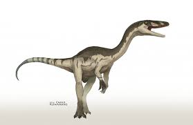 At three feet tall and nine feet long, with a body weight of some 30 pounds, coelophysis is a dainty dinosaur from the triassic, before. Coelophysys Dinosaurierwelt Com