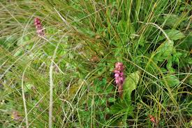 Image result for Satyrium schimperi