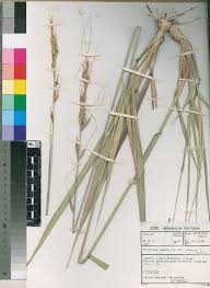 Image result for Tristachya superba