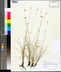 Image result for Abildgaardia ovata