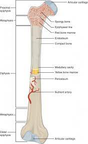 Drag the labels to identify the structures of a long bone. Bone Structure Anatomy And Physiology I