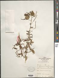 Image result for Acalypha caperonioides