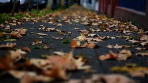 La palabra otoño viene del latín autumnus que significa cambio. Se Acaba El Verano Revisa Cuando Empieza El Otono 2021 En Chile Meganoticias