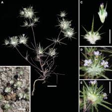 Image result for Eriochrysis pallida