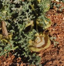 Image result for Grielum