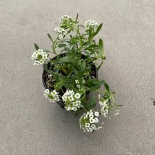 Image result for Allophylus whitei