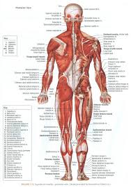 Pin By Djmelodie On M E D I C A L Pinterest Human Body Muscles Human Body Anatomy Muscle Anatomy