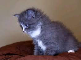 Join millions of people using oodle to find kittens for adoption, cat and kitten listings, and other pets adoption. Hypoallergenic Siberian Kittens For Sale We Are Selling Our Siberian Neva Masquerade Adorable Kittens Both Parents Are Purebred An Cats Kittens For Rehoming Okz Ca