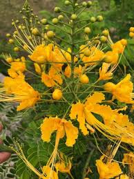 Image result for Caesalpinia