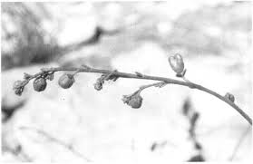 Image result for Thamnosma rhodesica