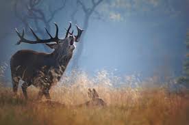 Image result for pictures of richmond park