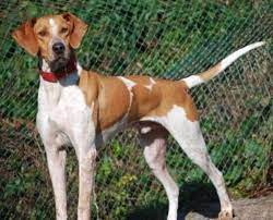 Red Tick Coonhound English Red Tick Coonhound For Sale In Boutiliers Point Nova Scotia Red Tick Coonhound Coonhound English Coonhound