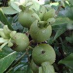 Image result for Leptactina arborescens