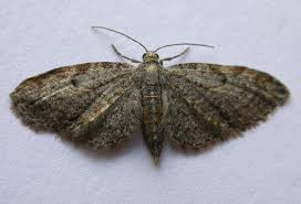 Image result for Eupithecia tenuiata