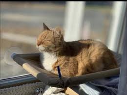 Located in new milford, we have served homeless and abandoned animals from the towns of bridgewater, brookfield, roxbury and washington, connecticut since 1965. Pets For Adoption At Enfield Community Cat Project In Enfield Ct Petfinder