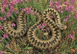 Uk Conservation Projects Conservation Jobs Uk Snake Adder Snake Beautiful Snakes