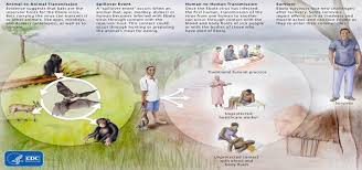 Image result for ebola