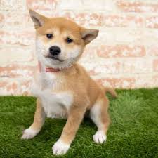 While we at my first shiba inu advocate for saving rescues whenever possible, we also understand that there are certain families who specifically search for shiba inu puppies. Shiba Inu Puppy For Sale Pet Zone Queensbury