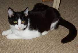 I am a spayed female, black and white domestic shorthair i am estimated to be about 13 years old i weigh approximately 9 pounds i have been at the shelter since 04/28/2021. Polly Is A Domestic Shorthair Black And White Female 4 Month Old Kitten With Polydacty Front Toes She Was Rescued From Restaura 4 Month Old Kitten Pets Cats