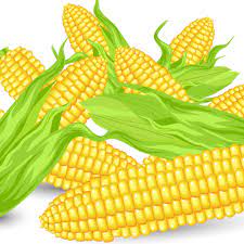 Vector Clipart Corn Vector Food Food Clips