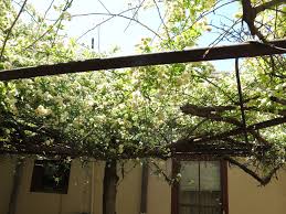 A folding pocket guide to familiar plants (wildlife and nature identification). World S Largest Rosebush Graces Arizona Desert Town Npr