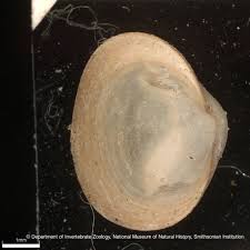 Image result for Subularia monticola