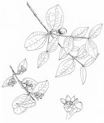 Image result for Strychnos henningsii