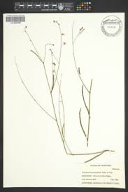 Image result for Aeschynomene pawekiae