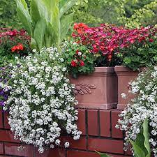 Rechtzeitig zum saisonbeginn werden in vielen geschäften balkonpflanzen angeb. Balkonpflanzen Pflege Standort Winterhart Uberwintern Giessen Dungen