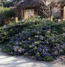 Pin On California Native Gardens