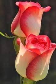 World S Most Beautiful Flowers Wallpapers Hd Wallpapers For Smartphones Most Beautiful Flowers Beautiful Flowers Beautiful Roses Download hd wallpapers for free on unsplash. world s most beautiful flowers
