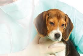 Ecoears, ecospot, ecomange, ecobug, ecoimmune, ecodigestive, ecoallergy, ecomobility & ecotreats. Pain Assessment In Dogs And Cats Today S Veterinary Practice