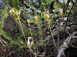 Image result for Strophanthus