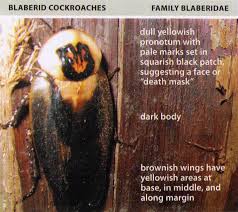The roach only dies because without a mouth, it can't drink water and dies of thirst. All About Roaches Cockroach Facts Types Of Roaches Top Roach Questions Domyown Com