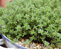 Quendel Pflanzen Pflegen Und Ernten Mein Schoner Garten
