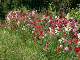 Photo Pois De Senteur Pois De Senteur Idees Jardin Terrasse Jardin