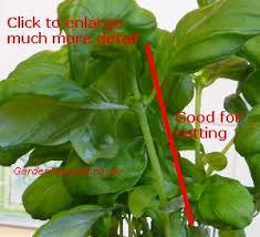 We did not find results for: Expert Advice On Taking Basil Herb Cuttings In The Uk