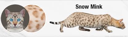 The bengal cat is a domesticated cat breed created from hybrids of domestic cats, especially the spotted egyptian mau, with the asian leopard cat (prionailurus bengalensis). Bengal Cat Colors And Patterns Visual Guide