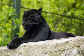 So if you talk about leopard vs puma then both of them might be equally strong, puma is slightly heavier than the leopard. The Difference Between Leopards Panthers Pumas Jaguars And Cheetahs Melanistic Leopards Wild Cats