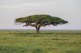 Check spelling or type a new query. 23 Species Of Acacia Trees And Shrubs