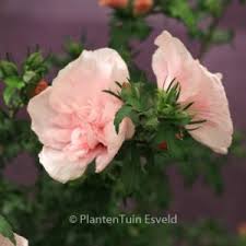 Image result for Hibiscus syriacus Violet Clair Double
