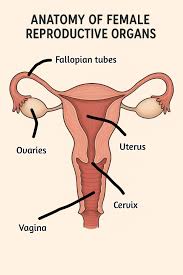 Image result for female sex organ