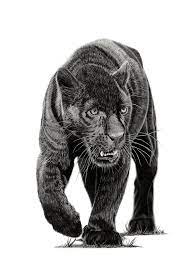 Check spelling or type a new query. Black Panther Drawing By Paul Stowe Saatchi Art
